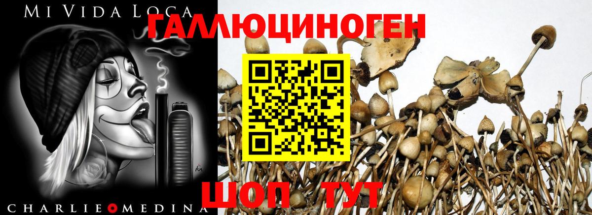Партизанск  Псилоцибиновые грибы мицелий  Вход с VPN 